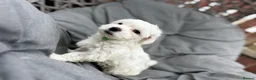 Maltese dogs for sale: >>PUREBRED BEAUTIFULLY MALTESE PUPPIES<< - Advert 22