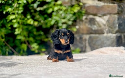 Miniature Dachshund dogs for sale: Long Haired Miniature Dachshunds - READY NOW!! - Image 5