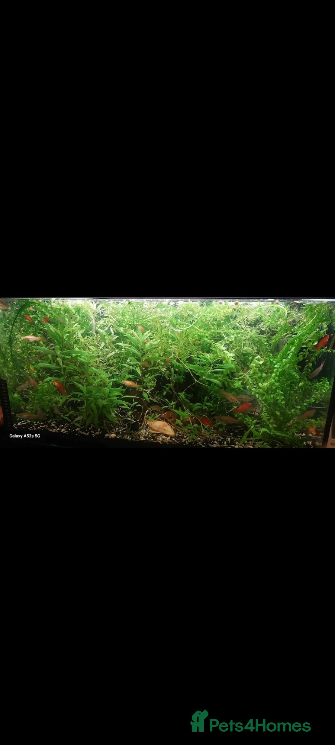 Other/Mixed Breed fish for sale: 10-year established jungle tank due t  in Hove - Advert 6