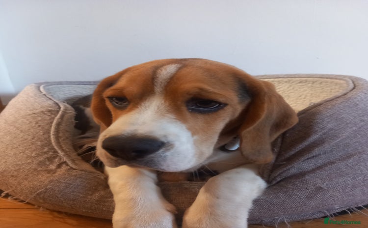 Beagle dogs - Advert 14