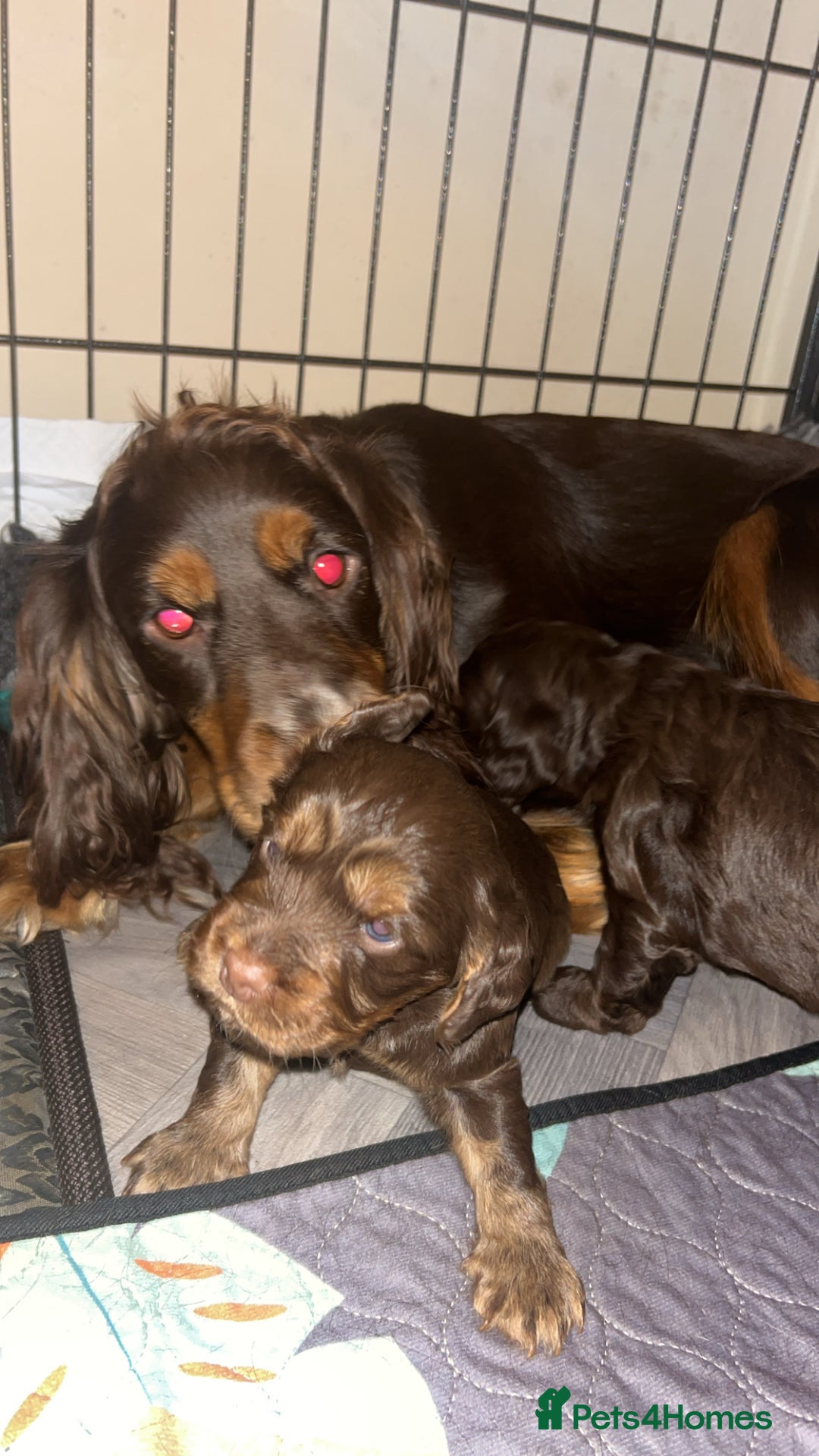 Cocker Spaniel dogs for sale: Beautiful cocker spaniel pups  - Advert 1