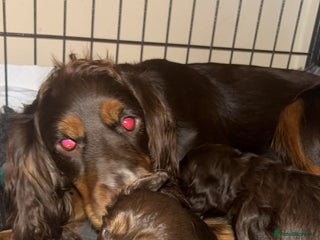 Cocker Spaniel dogs Beautiful cocker spaniel pups - Advert 3