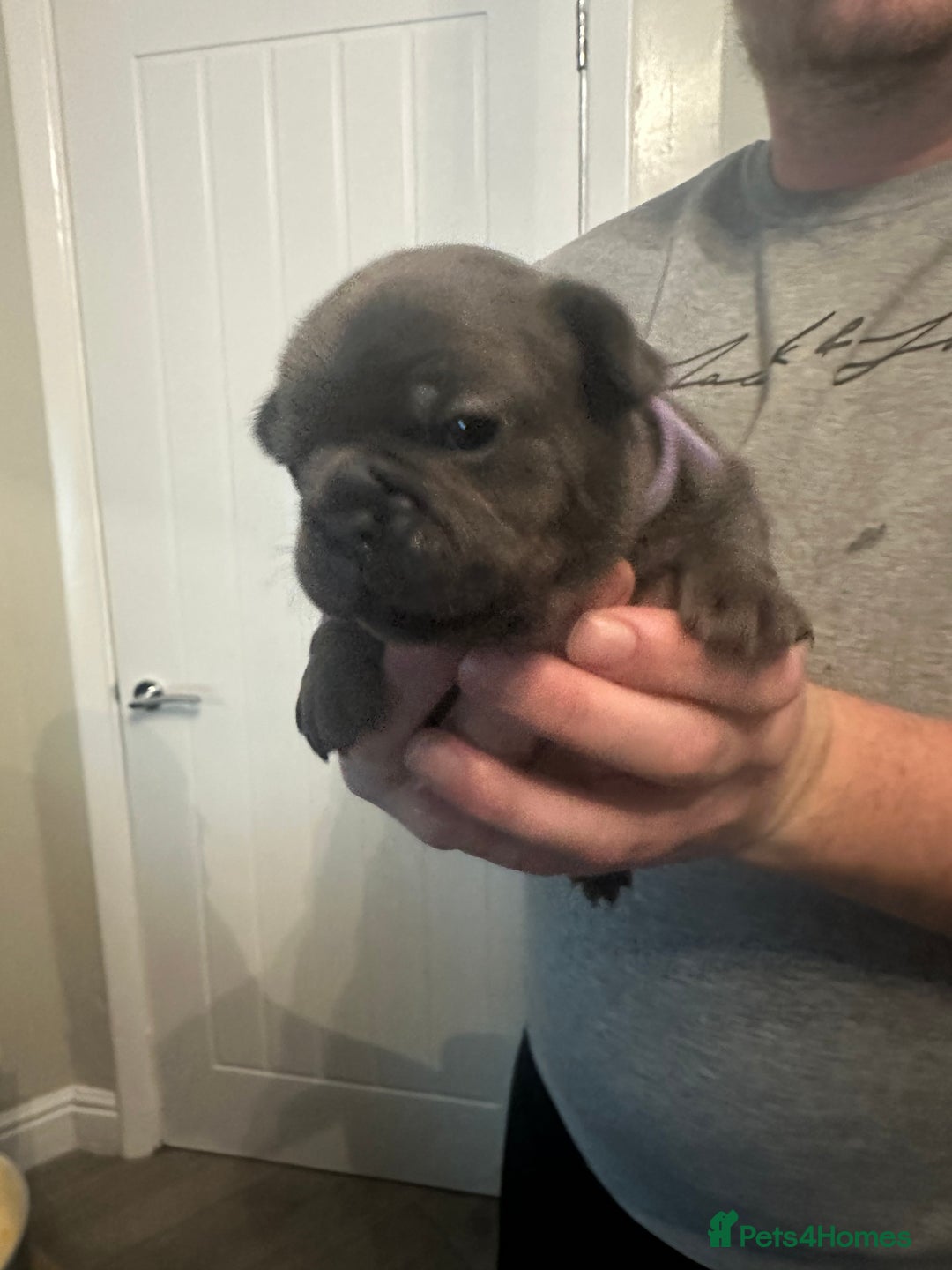 French Bulldog dogs for sale: 5 Beautiful French Bulldog Puppies - Advert 7