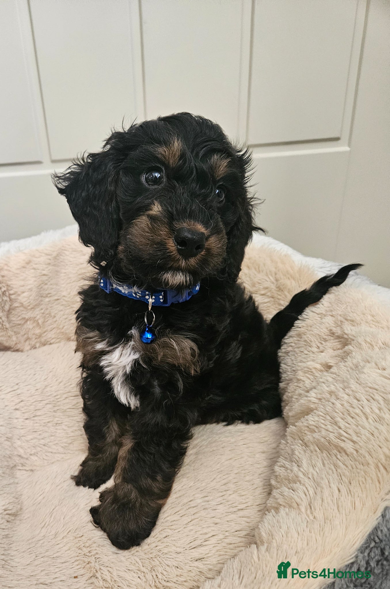 Cockapoo dogs licensed breeder, 1 BOY available for loving home - Advert 1