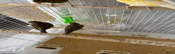 Canaries birds for sale: Canaries - Advert 3