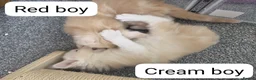 Maine Coon cats for sale: Outstanding TICA registered Maine Coon Kittens - Advert 6