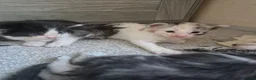 Maine Coon cats for sale: Maine coon baby floofs in Ivybridge - Advert 5