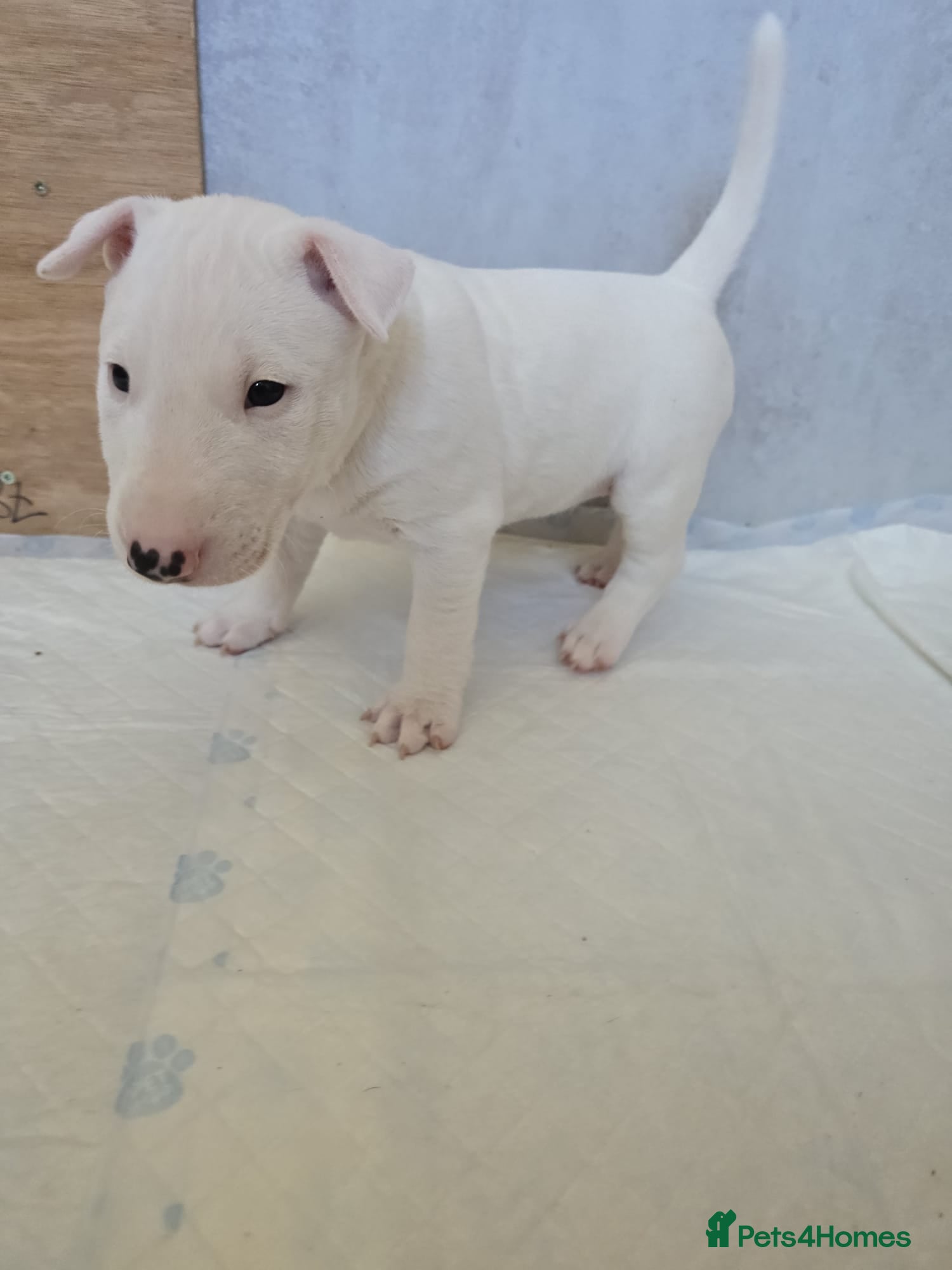 Miniature Bull terrier dogs White Miniature Bullterrier  - Advert 2