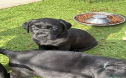 Labrador Retriever dogs for sale: Stunning black Labrador puppies  - Image 22