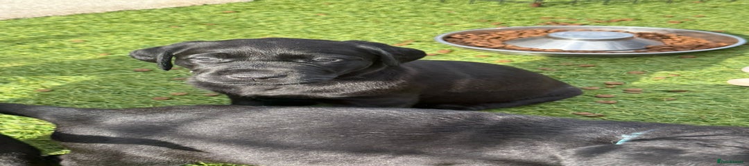 Labrador Retriever Puppy 5