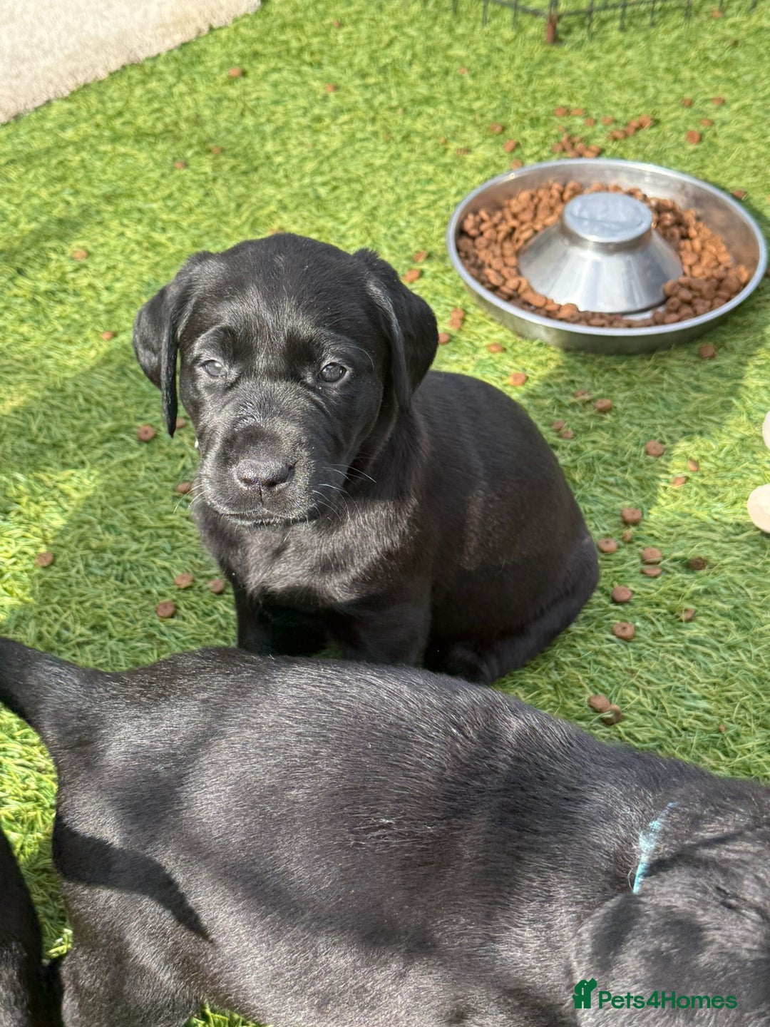 Labrador Retriever dogs for sale: Stunning black Labrador puppies  - Image 22