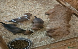 Mixed Breed dogs for sale: Border terrier x jack Russell  - Image 7