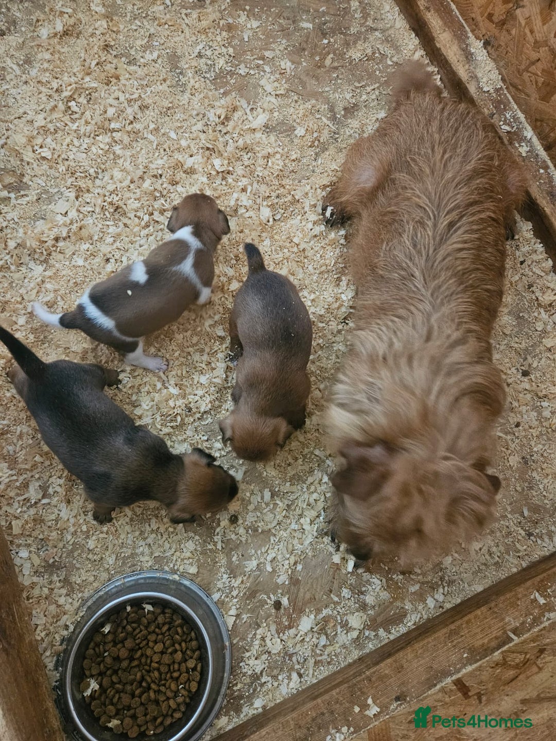 Mixed Breed dogs for sale: Border terrier x jack Russell  - Image 7