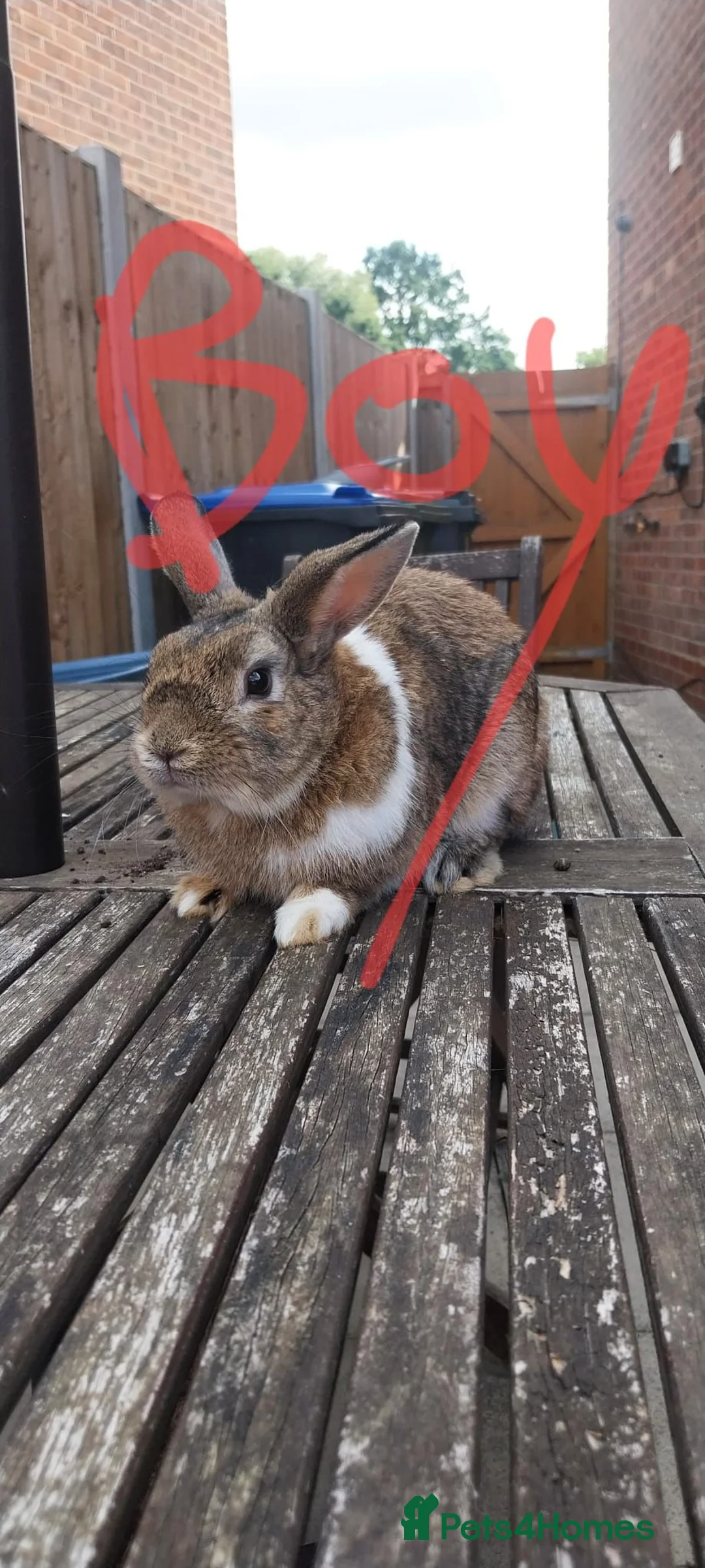 Mini Lop rabbits for sale: Stunning Mixed Mini lop rabbit  - Advert 2