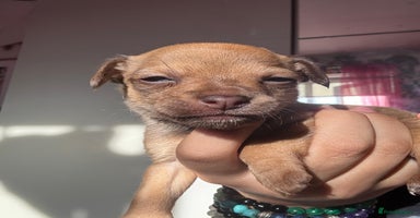 Mixed Breed dogs - Advert 14