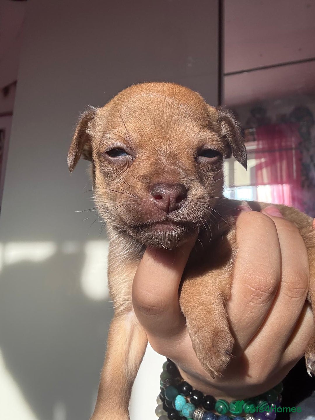 Mixed Breed dogs for sale: chihuahua mixed breed - Advert 3