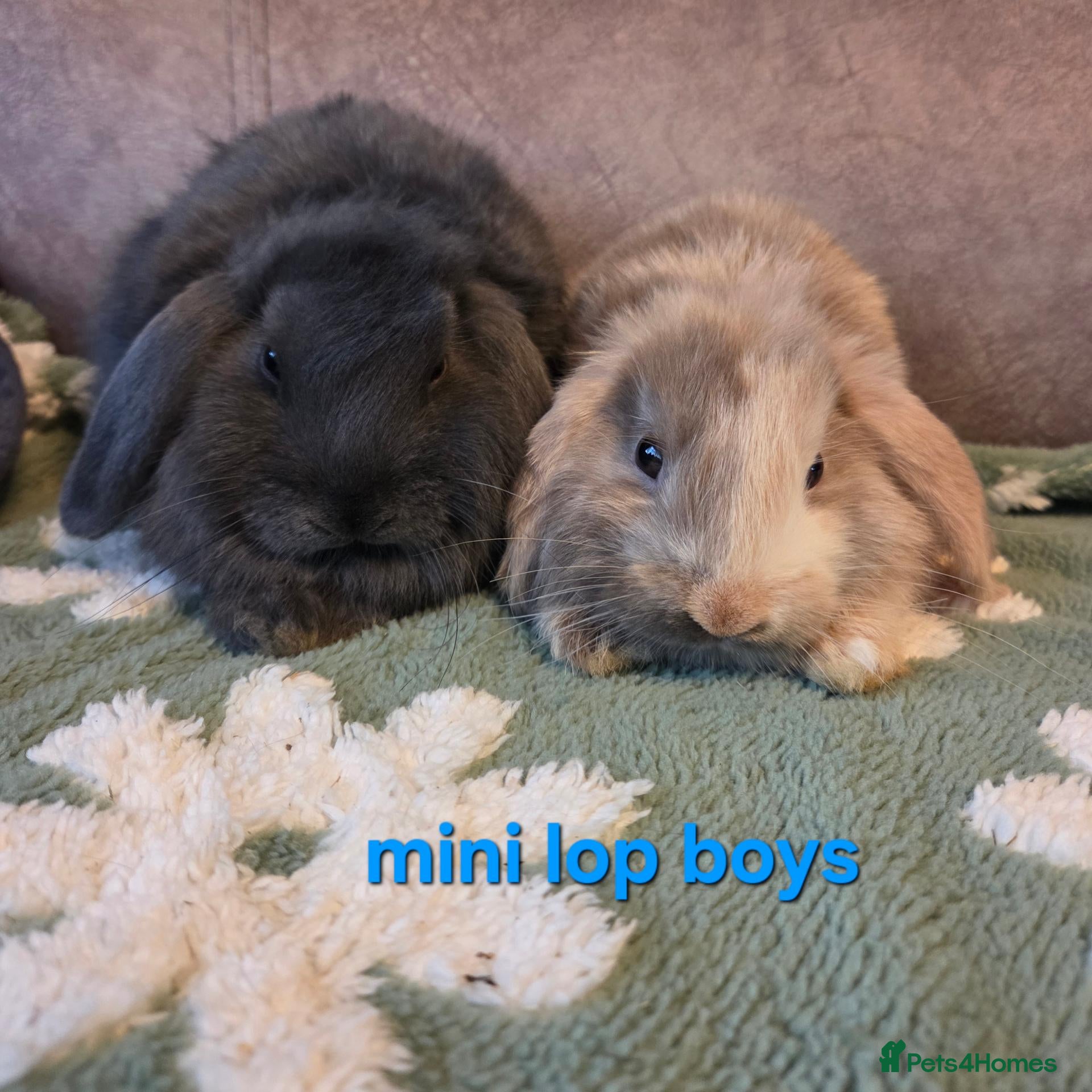 Mini Lop rabbits 8 week old very tame mini lop boys - Advert 1