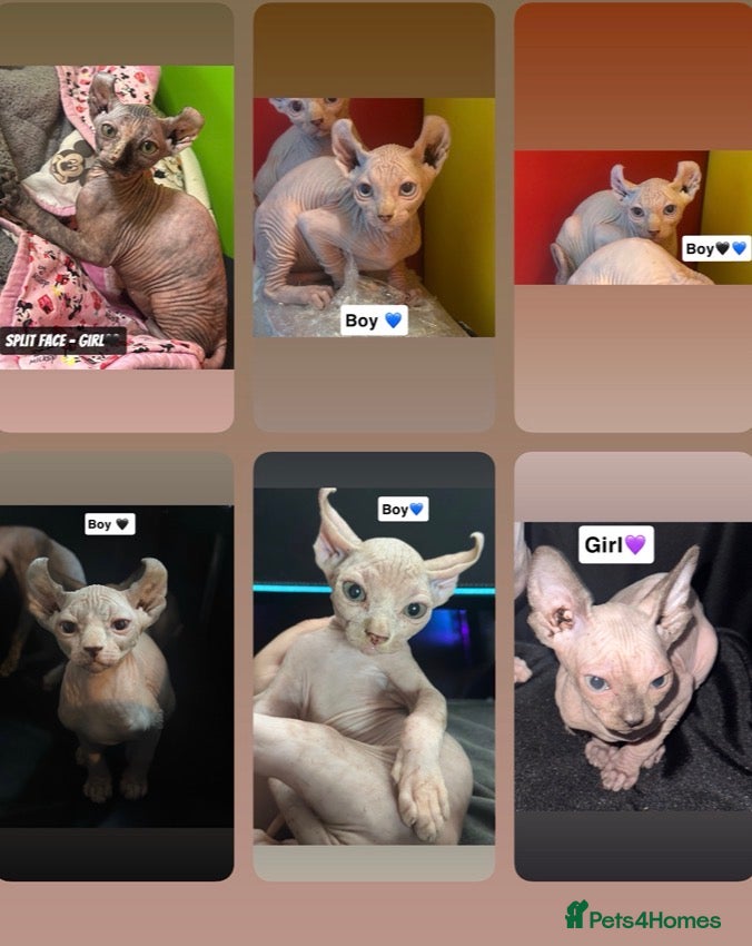 Sphynx cats Canadian Sphynx now only 550!! - Advert 6