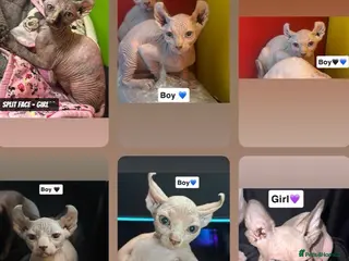 Sphynx cats Canadian Sphynx now only 550!! - Advert 6