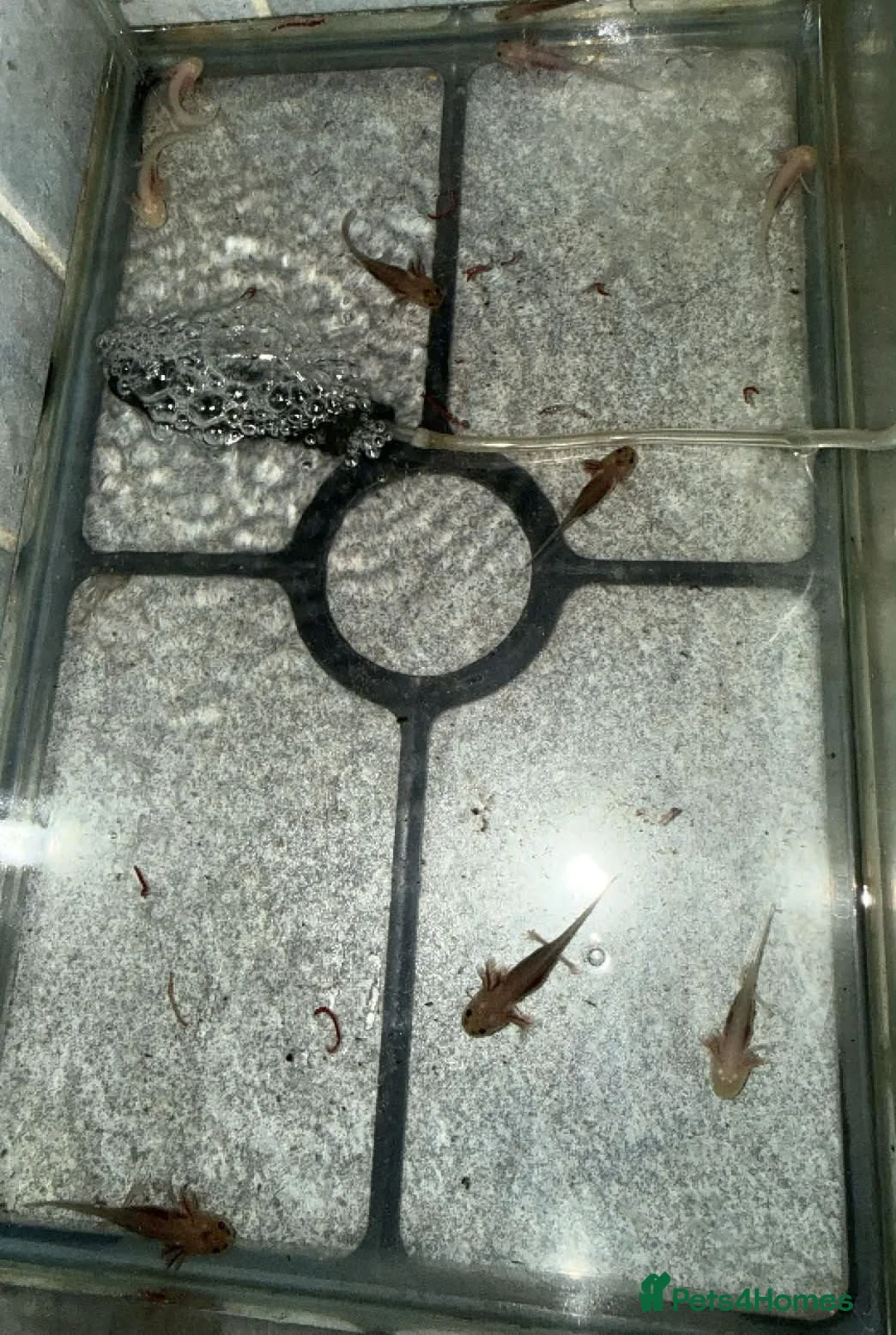 Axolotl reptiles for sale: Axolotls  in Colchester - Advert 5