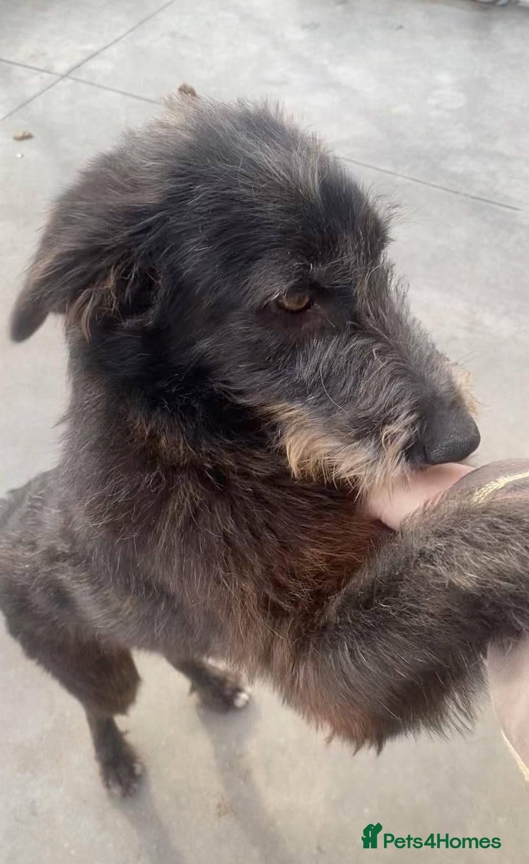 Mixed Breed dogs for adoption: Morag, 8 -9 months. Available for adoption. - Advert 5
