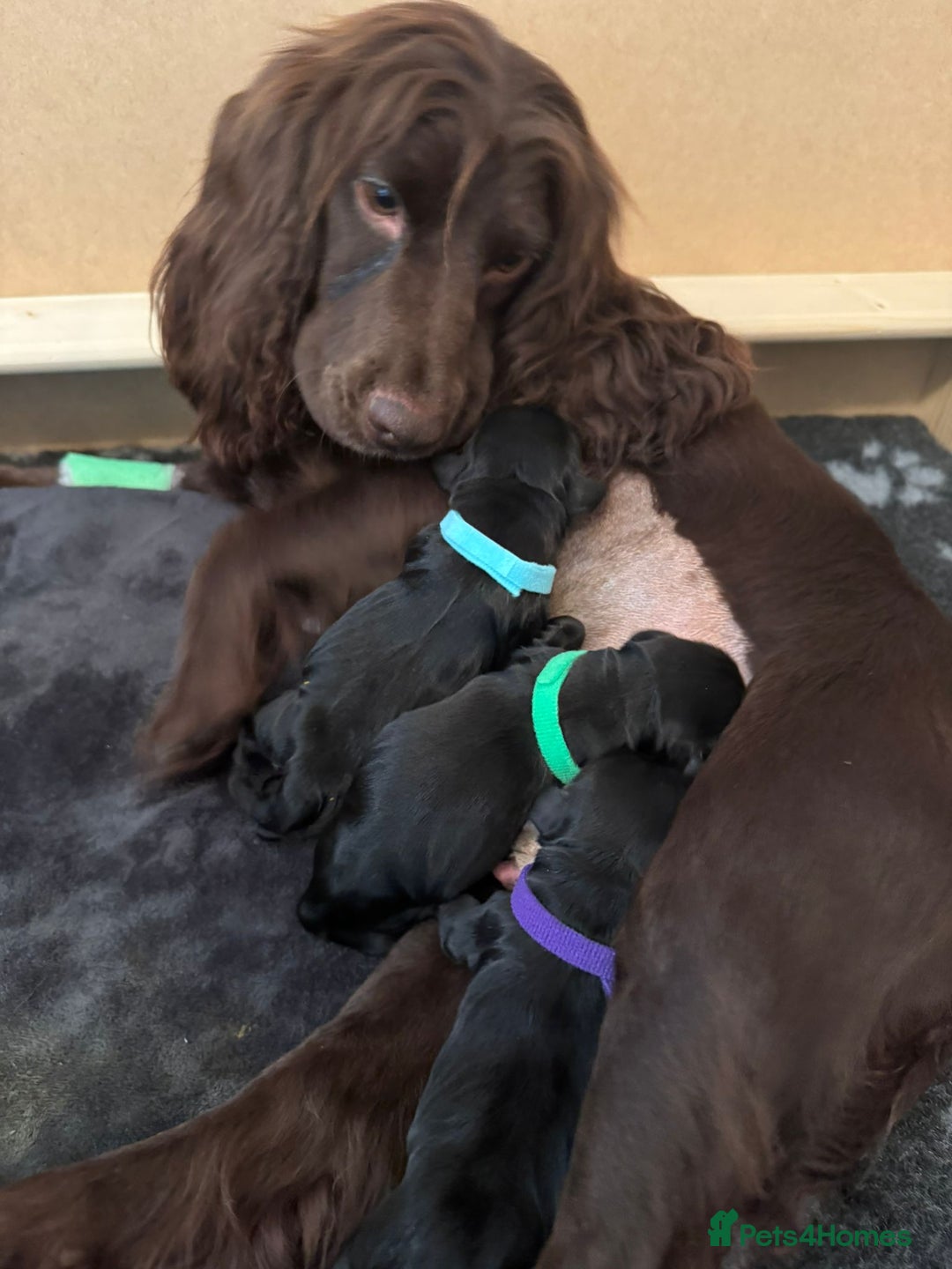 Cocker Spaniel dogs for sale: Stunning working cocker spaniels  - Advert 4