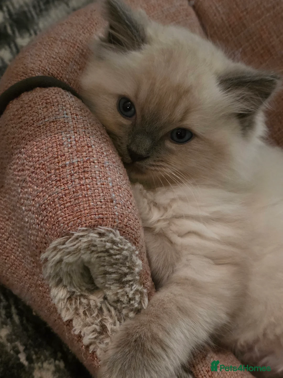 Ragdoll cats for sale: Pure Ragdoll Kittens  - Advert 8