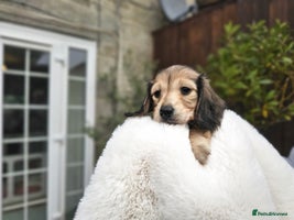 Miniature Dachshund dogs - Advert 9