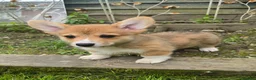 Welsh Corgi Pembroke dogs for sale: Pembroke Corgi Puppies - Ready Now - Advert 6