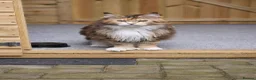 Maine Coon cats for sale: Polydactyl active female  - Advert 2