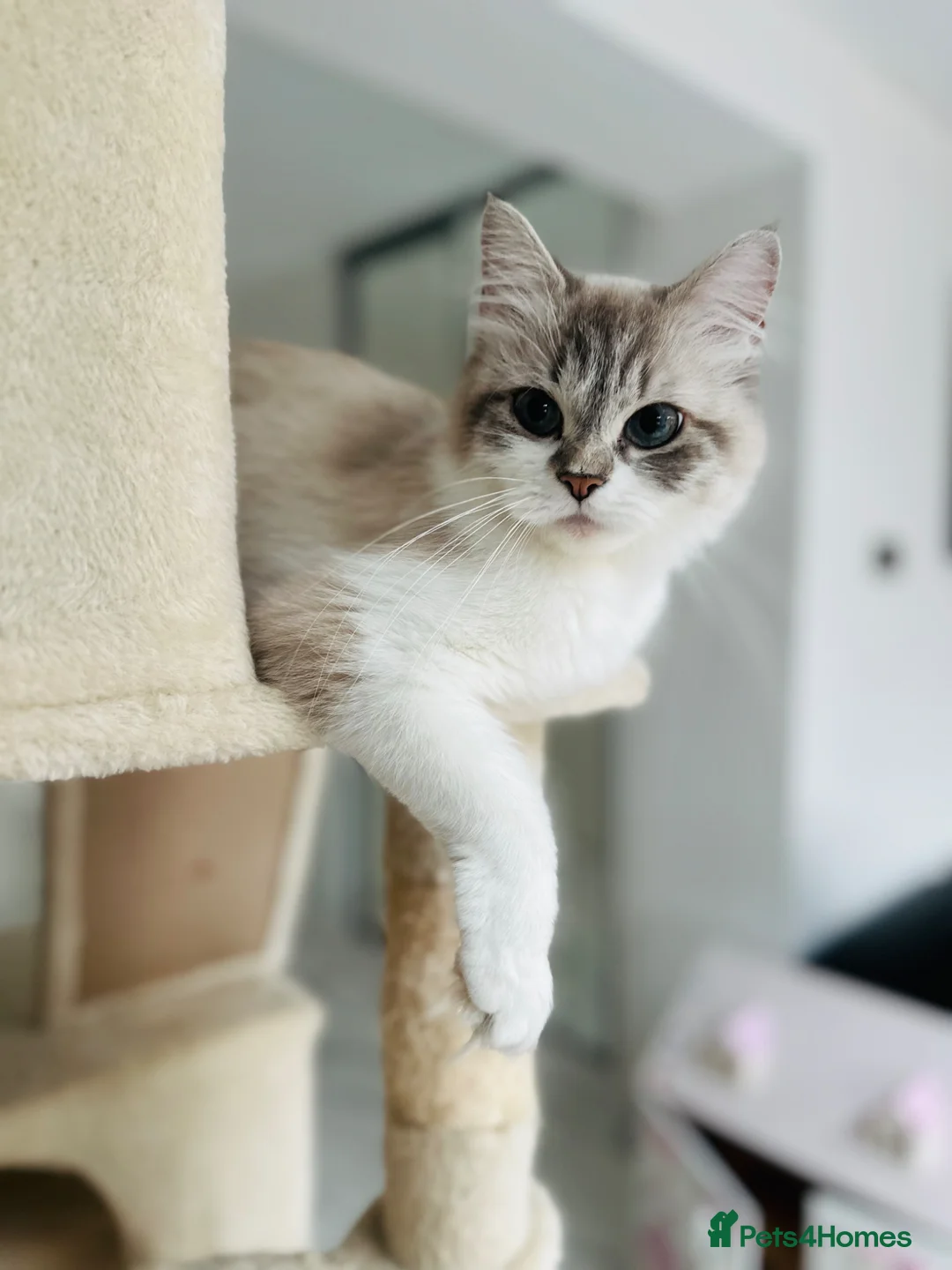 Ragdoll cats for sale: Beautiful Blue Point Ragdoll Female Cat –10/09/24 - Advert 2