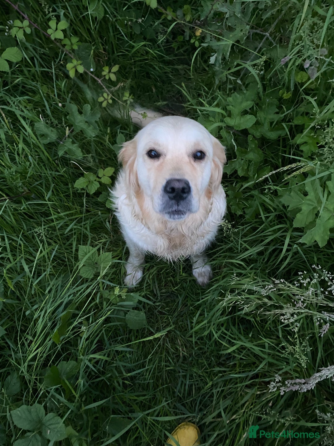 Golden Retriever dogs for sale: Beautiful and fluffy Golden Retriever puppies - Advert 22