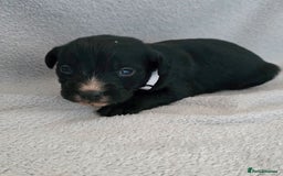 Jackapoo dogs for sale: Beautiful jackapoo puppies  - Advert 10