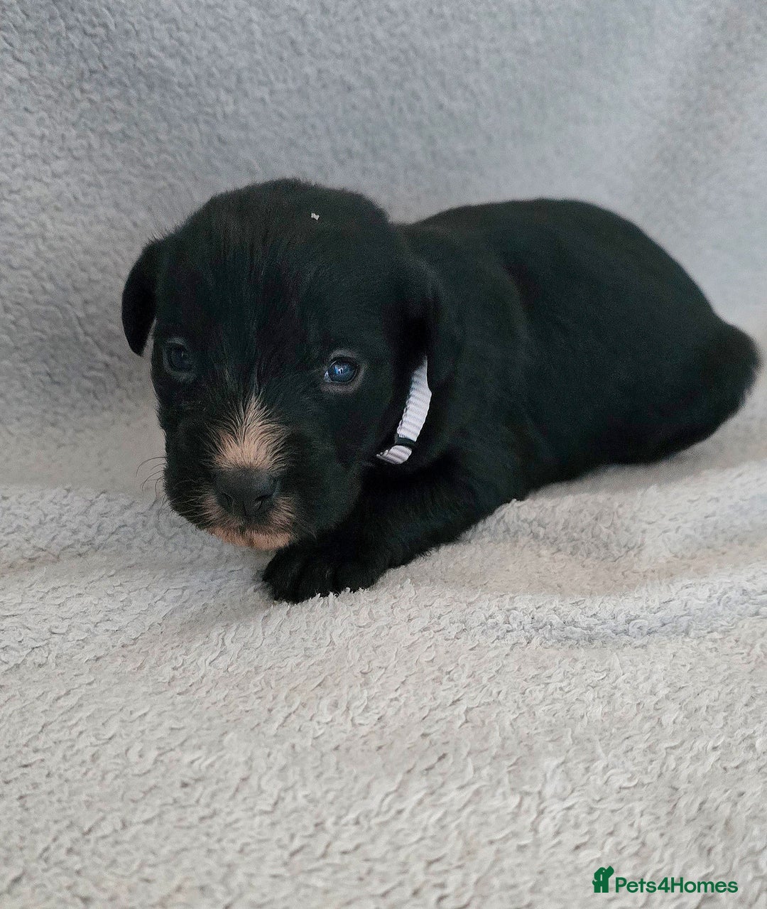 Jackapoo dogs for sale: Beautiful jackapoo puppies  - Advert 10