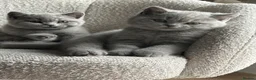 British Shorthair cats for sale: Last girl, collection 21/8  - Advert 13