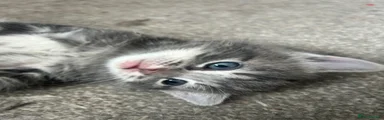 Ragdoll Kitten 1