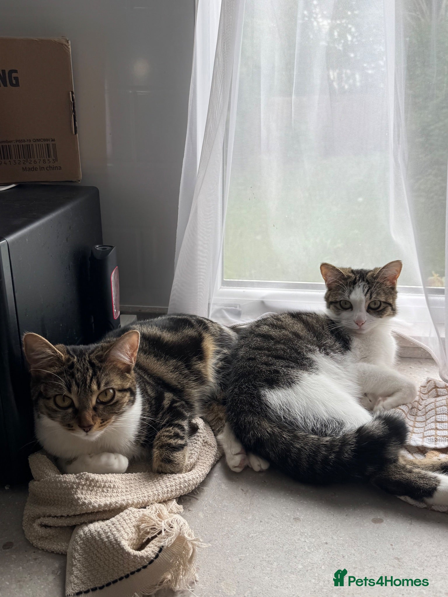 Domestic Shorthair cats Bonded pair - To be rehomed together  - Advert 5