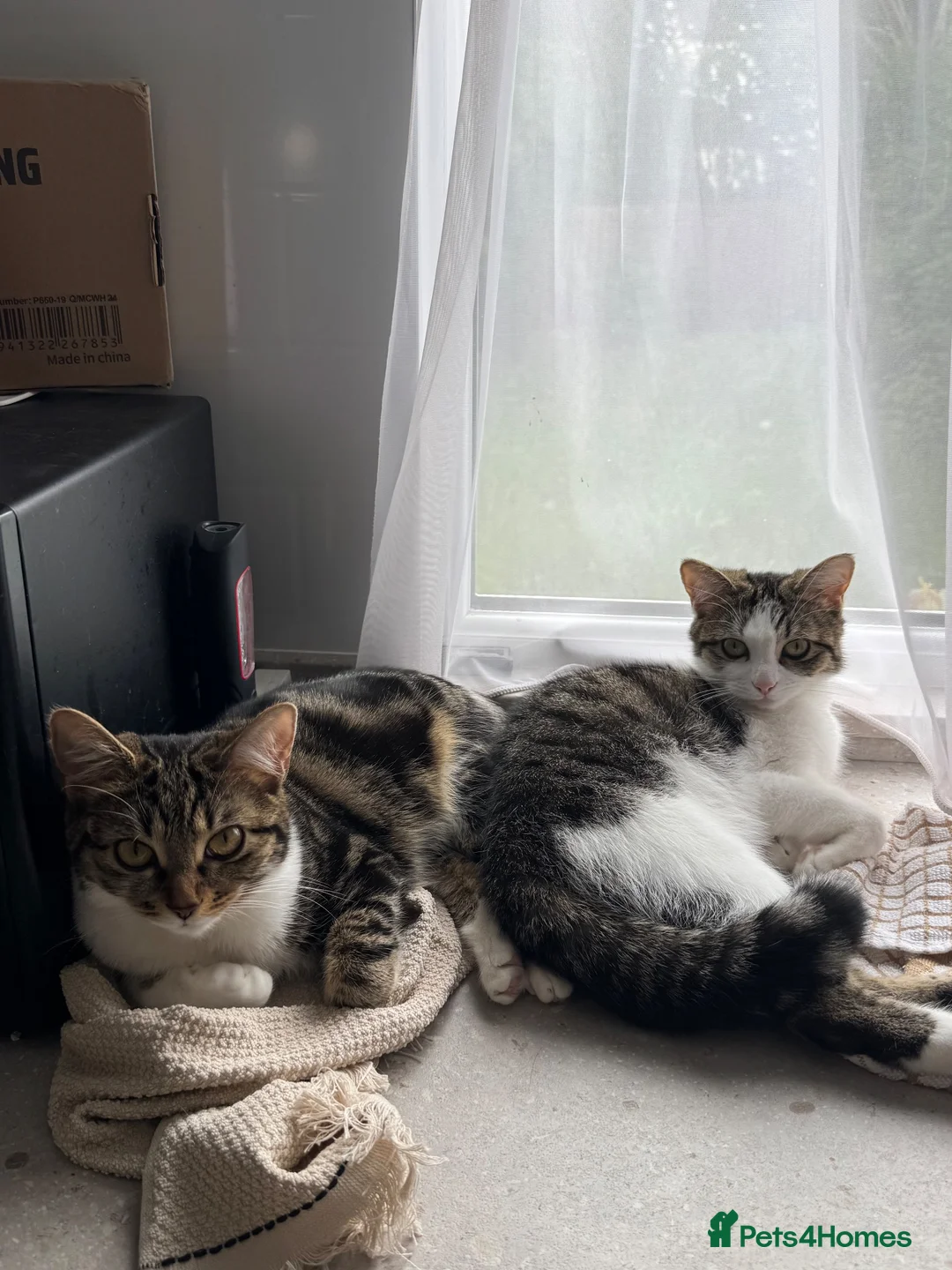 Domestic Shorthair cats for sale: Bonded pair - To be rehomed together  - Advert 1