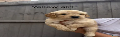 Goldendoodle 6
