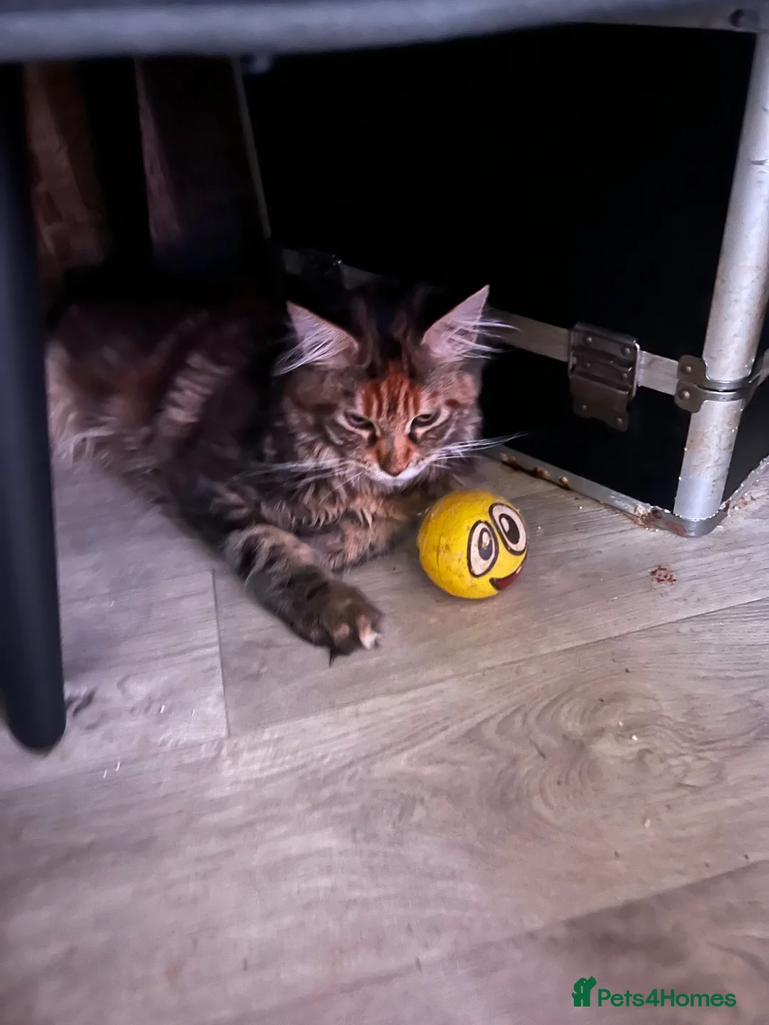 Maine Coon cats for sale: Last purebred MC female kitten  - Advert 1