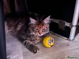 Maine Coon cats Last purebred MC female kitten - Advert 14