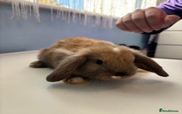 Mini Lop rabbits for sale: 3 pure Mini Lop left  - Image 3