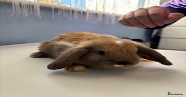 Mini Lop rabbits - Advert 1