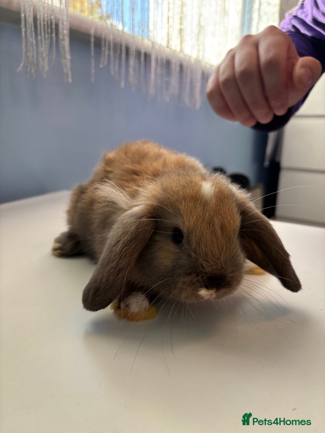 Mini Lop rabbits for sale: 3 pure Mini Lop left  - Image 3