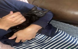 Mixed Breed cats for sale: 3 Beautiful, Friendly kittens  - Image 9