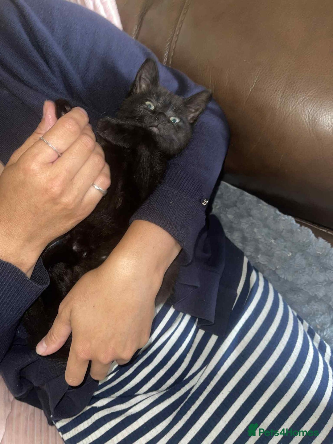 Mixed Breed cats for sale: 3 Beautiful, Friendly kittens  - Image 9