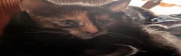 Mixed Breed cats for sale: Kittens for sale  in Stoke-on-Trent - Advert 16
