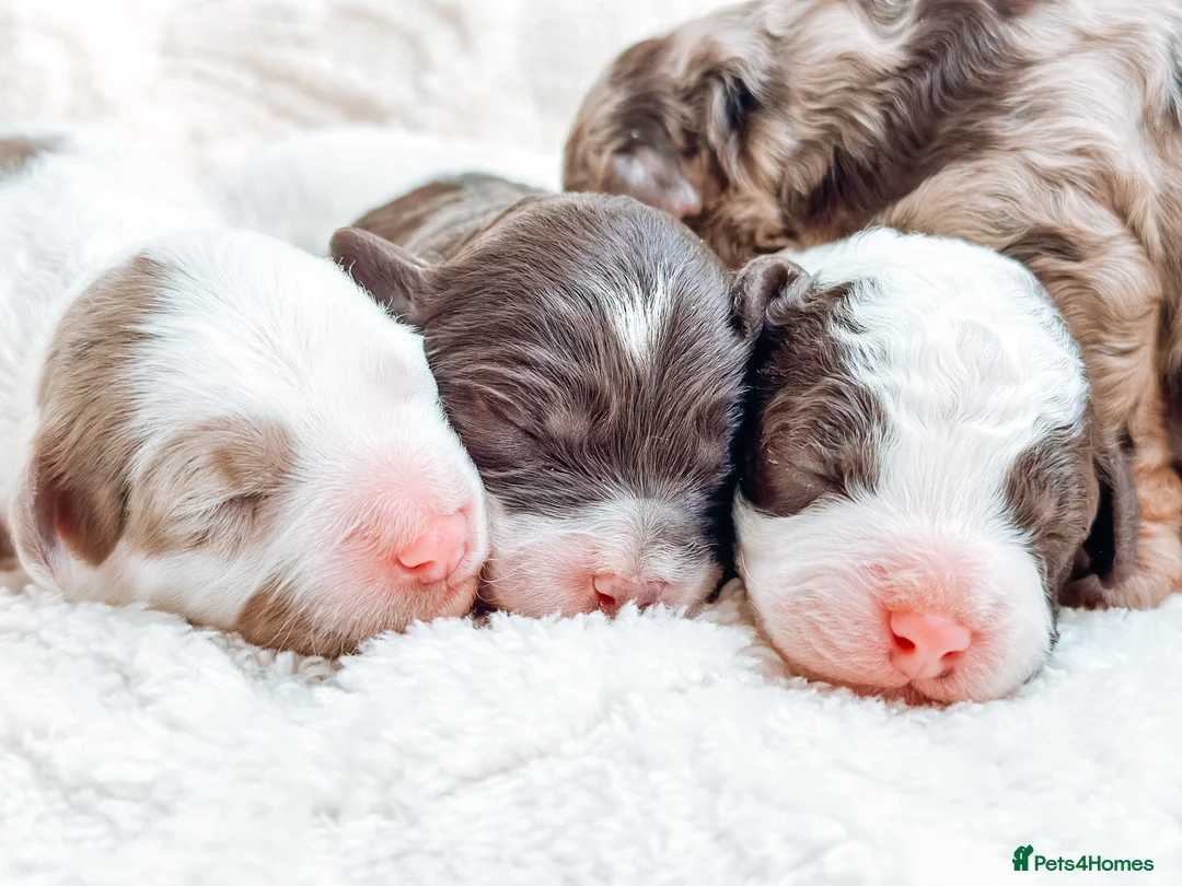 Cavapoo dogs for stud: Premium Cavapoo Chocolate Phantom Parti Stud  in Rickmansworth - Advert 8