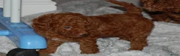 Toy Poodle dogs for sale: Champion blood Beautiful solid red KC toy poodle - Advert 24