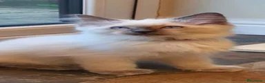 Ragdoll 1